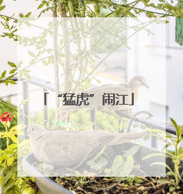 “猛虎”闹江