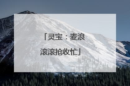 灵宝：麦浪滚滚抢收忙