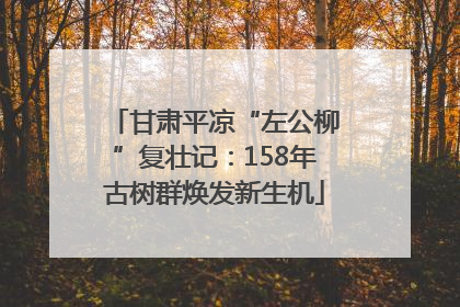甘肃平凉“左公柳”复壮记：158年古树群焕发新生机