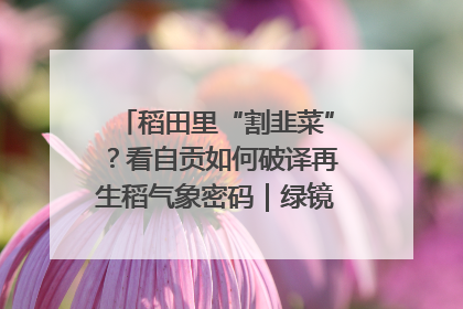 稻田里“割韭菜”？看自贡如何破译再生稻气象密码｜绿镜头·发现中国