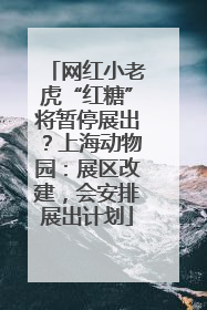 网红小老虎“红糖”将暂停展出？上海动物园：展区改建，会安排展出计划