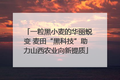 一粒黑小麦的华丽蜕变 麦田“黑科技”助力山西农业向新提质
