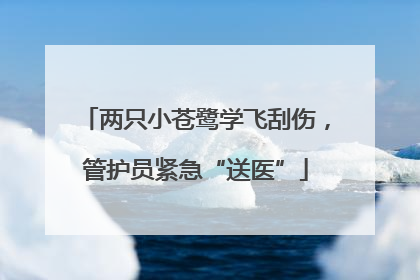 两只小苍鹭学飞刮伤，管护员紧急“送医”