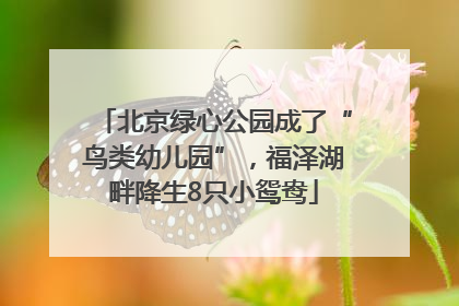 北京绿心公园成了“鸟类幼儿园”，福泽湖畔降生8只小鸳鸯