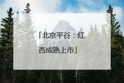 北京平谷：红杏成熟上市