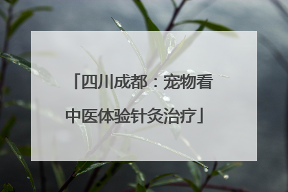 四川成都：宠物看中医体验针灸治疗