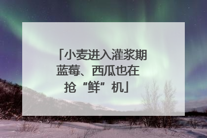 小麦进入灌浆期 蓝莓、西瓜也在抢“鲜”机