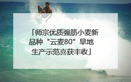 师宗优质强筋小麦新品种“云麦80”旱地生产示范喜获丰收