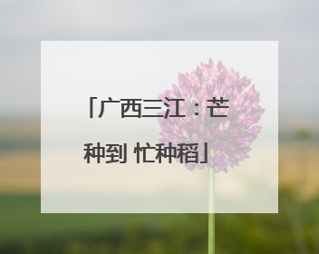 广西三江：芒种到 忙种稻