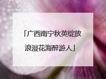 广西南宁秋英绽放 浪漫花海醉游人