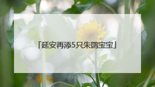 延安再添5只朱鹮宝宝