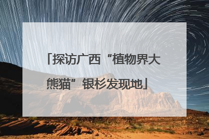 探访广西“植物界大熊猫”银杉发现地