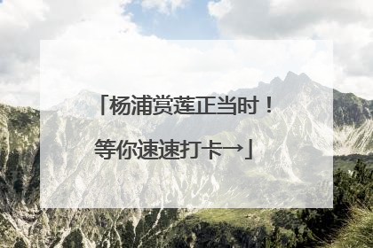 杨浦赏莲正当时！等你速速打卡→