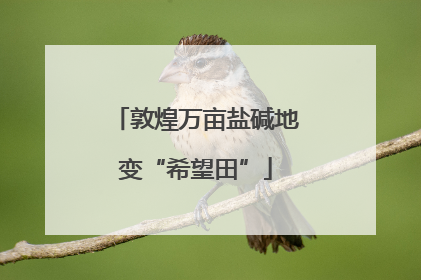 敦煌万亩盐碱地变“希望田”