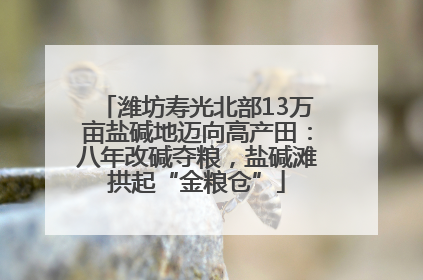 潍坊寿光北部13万亩盐碱地迈向高产田：八年改碱夺粮，盐碱滩拱起“金粮仓”