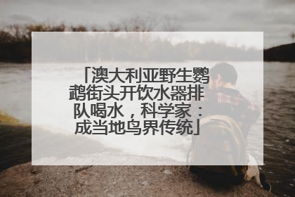 澳大利亚野生鹦鹉街头开饮水器排队喝水，科学家：成当地鸟界传统