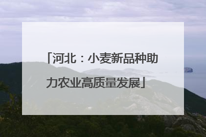 河北：小麦新品种助力农业高质量发展