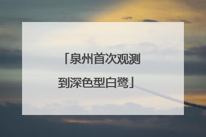 泉州首次观测到深色型白鹭