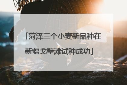 菏泽三个小麦新品种在新疆戈壁滩试种成功