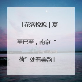 花容悦貌｜夏至已至，南京“荷”处有美韵
