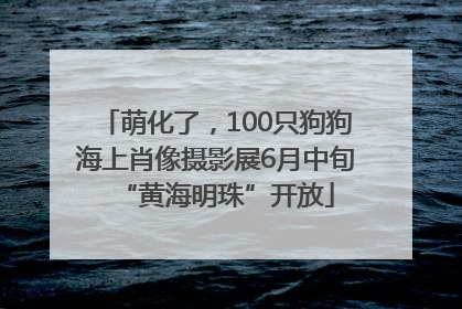 萌化了，100只狗狗海上肖像摄影展6月中旬“黄海明珠”开放