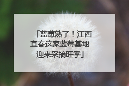 蓝莓熟了！江西宜春这家蓝莓基地迎来采摘旺季