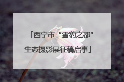 西宁市“雪豹之都”生态摄影展征稿启事
