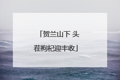 贺兰山下 头茬枸杞迎丰收