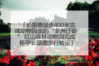 长颈鹿漫步400米完成动物园里的“非洲迁徙” 红山森林动物园完成怀孕长颈鹿步行转运
