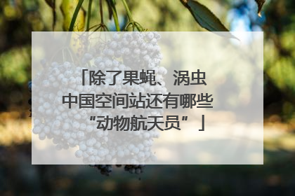 除了果蝇、涡虫 中国空间站还有哪些“动物航天员”