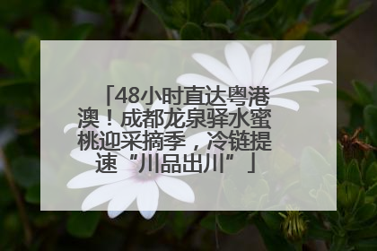 48小时直达粤港澳！成都龙泉驿水蜜桃迎采摘季，冷链提速“川品出川”