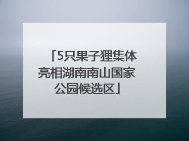 5只果子狸集体亮相湖南南山国家公园候选区